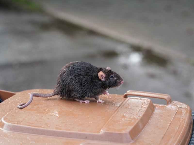 Rodenticides contre les souris et rats pour professionnels